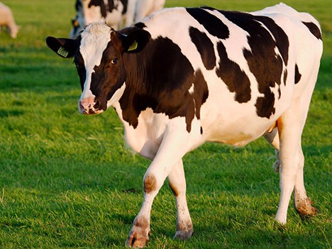 Holstein negro blanco perfil