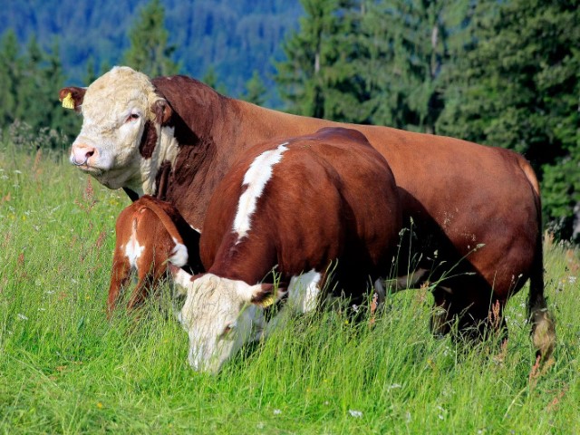 Vaca Hereford
