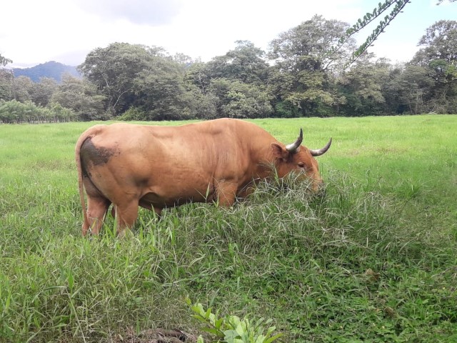 Criollo blanco frente