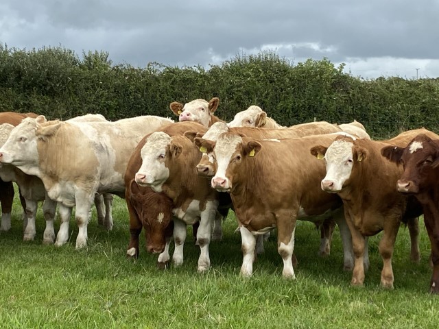 Rebaño Simmental completo