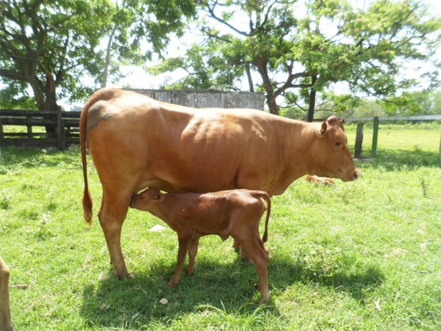 Toro Criollo marrón