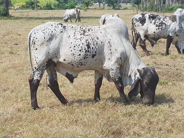 Sardo Negro rebaño