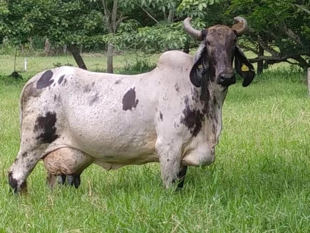 Raza Sardo Negro lechería tropical italiana docilidad