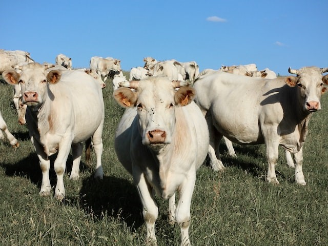 Charolais en descanso