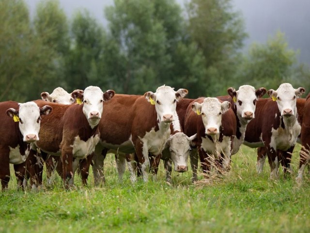 Hereford perfil