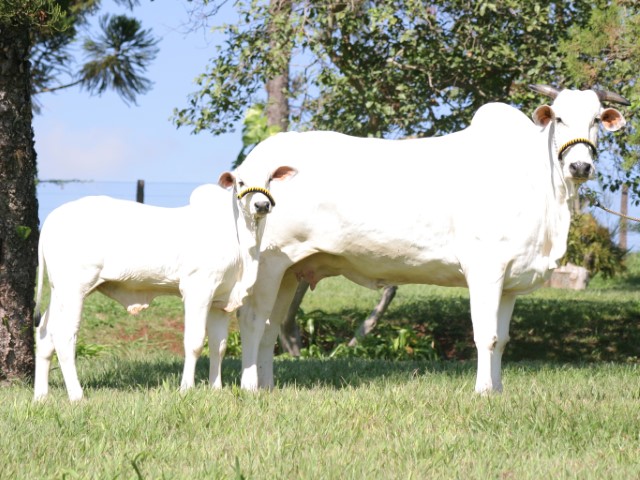 Rebaño Nelore en campo