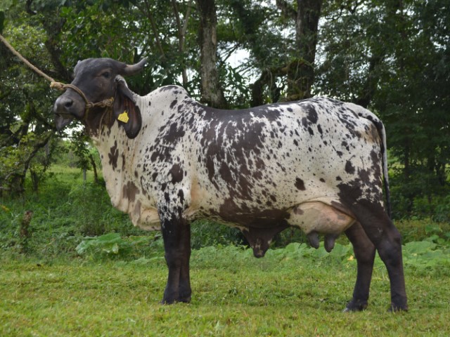 Sardo Negro toro