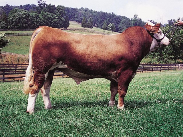 Raza Simmental doble propósito europeo carne leche
