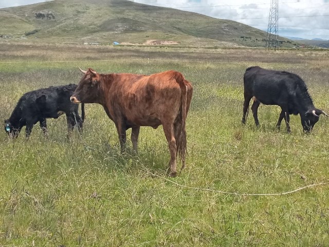 Vaca Criollo con ternero