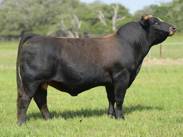 Simbrah toro