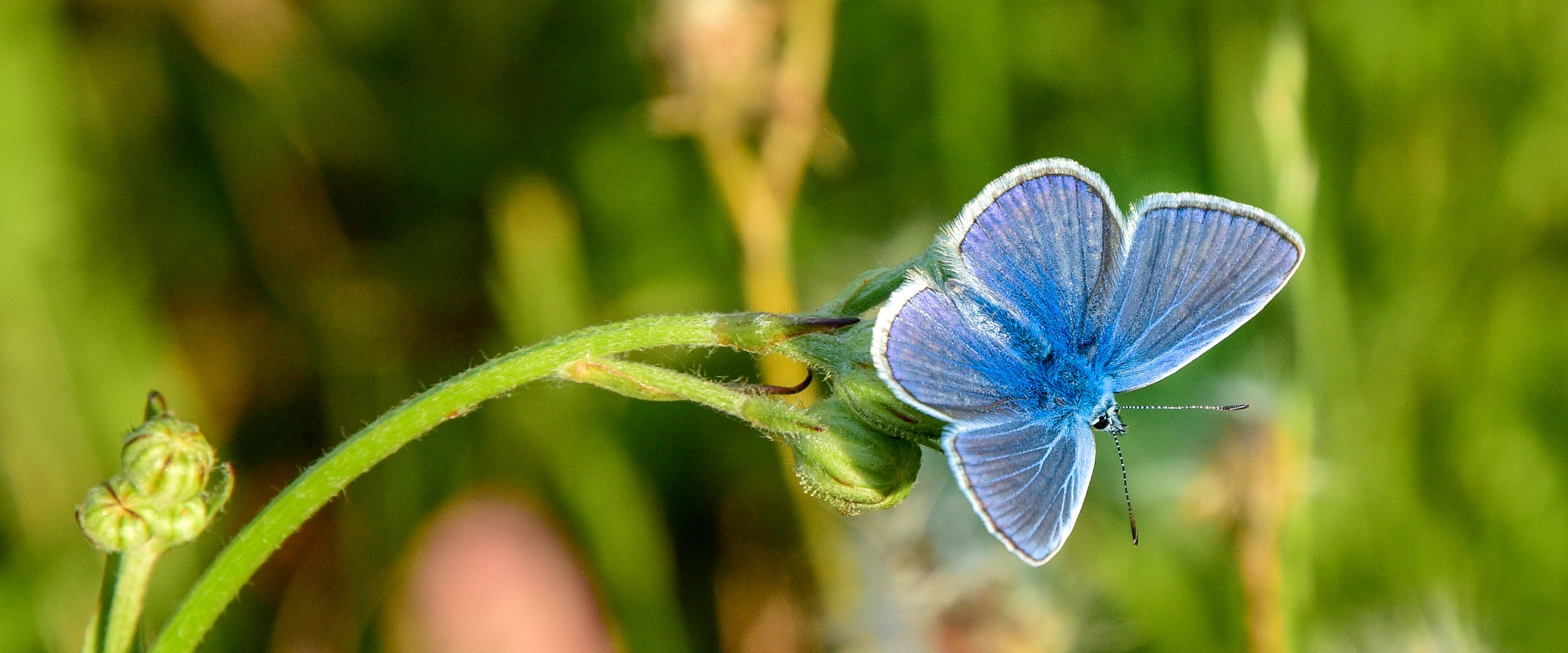 Nära naturen – insekter och fjärilar