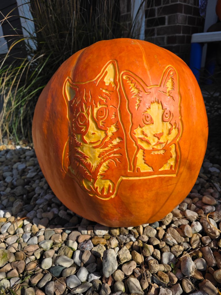 Cat Portrait