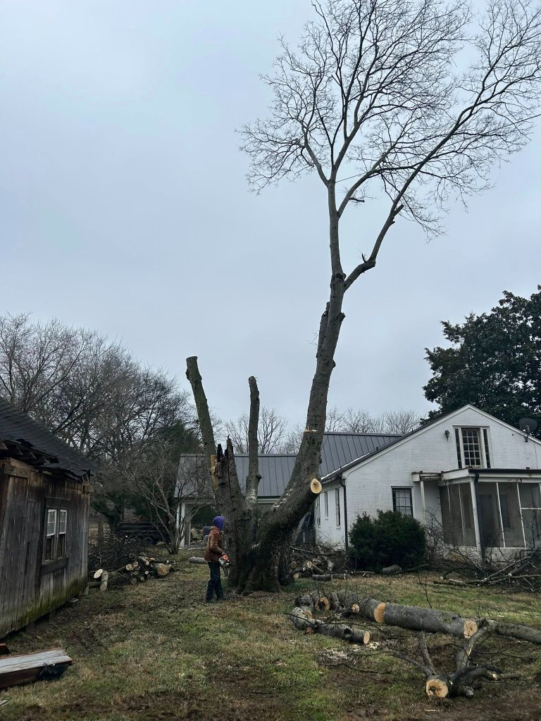 Tree Removal