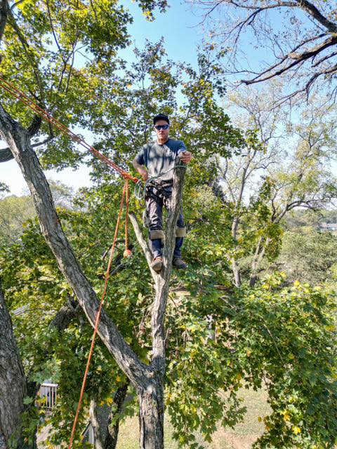 Tree Trimming