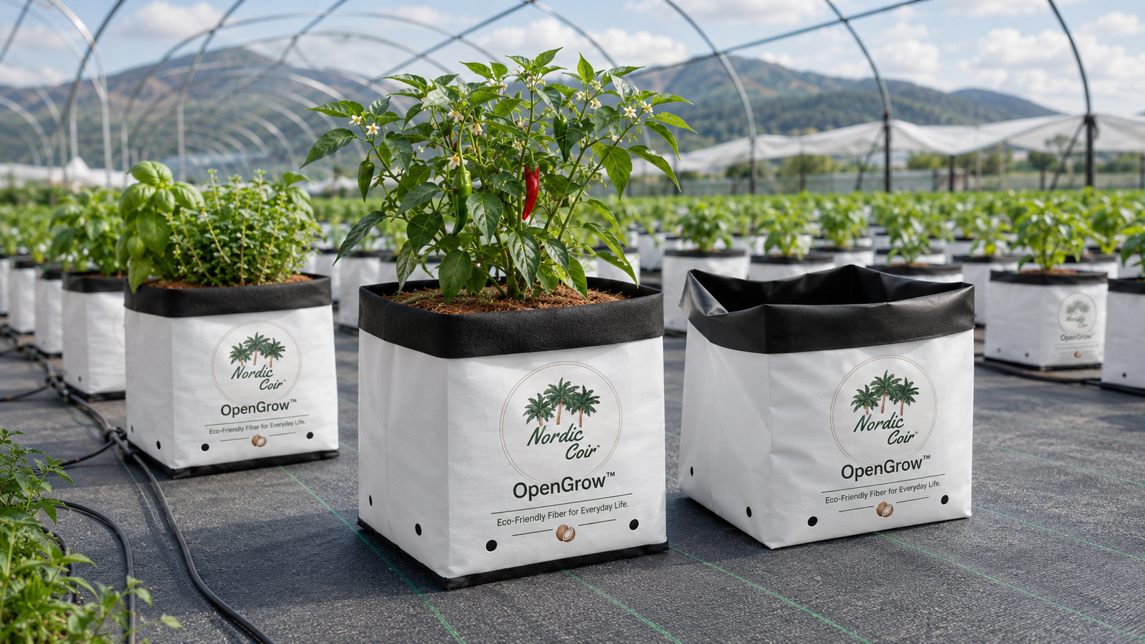 OpenGrow pre-filled open-top coco peat grow bags for professional greenhouse cultivation by Nordic Coir