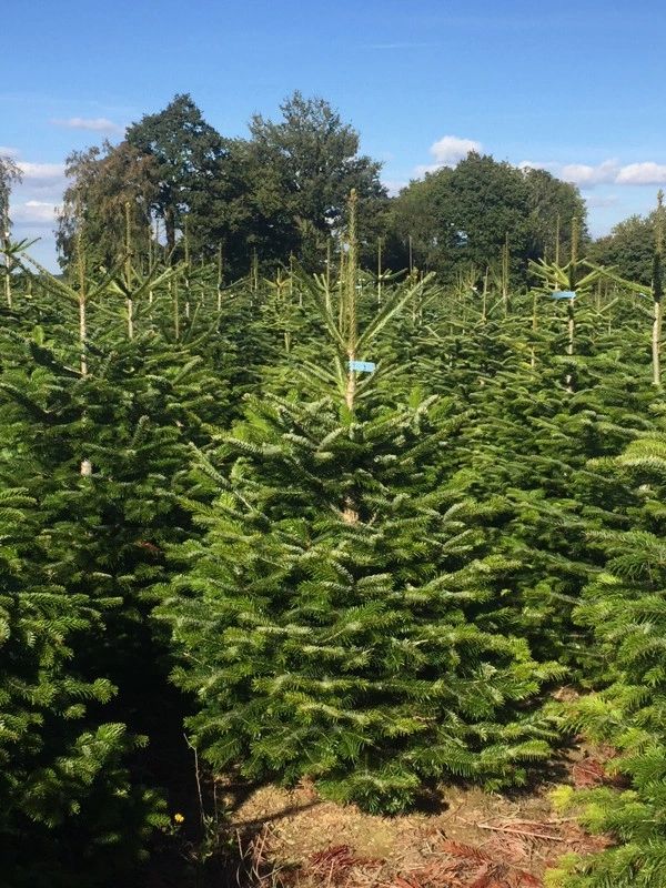 Fresh-cut Nordman Fir Christmas trees growing in the plantation