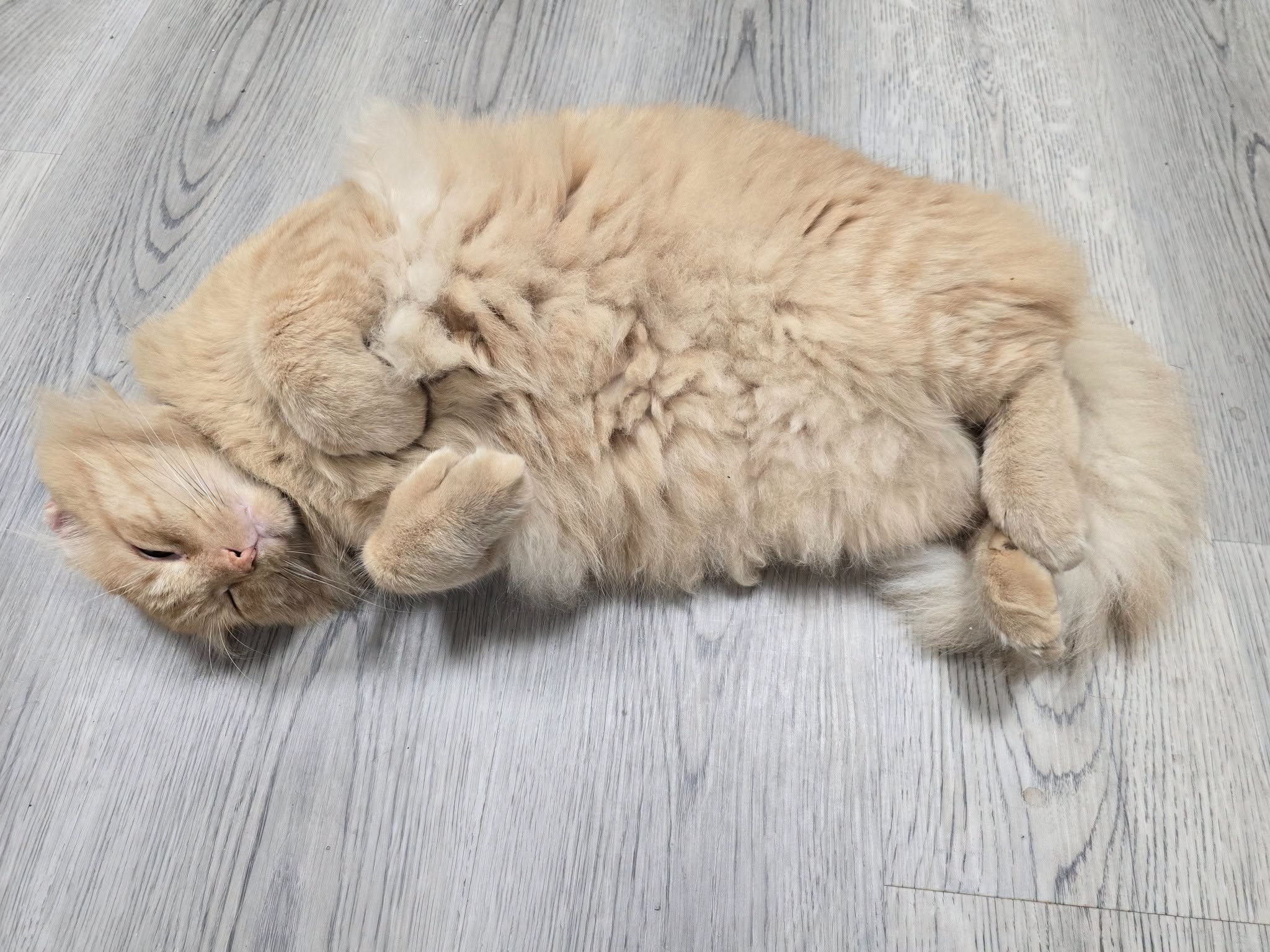 Mr. Thumbs curled up napping on the floor