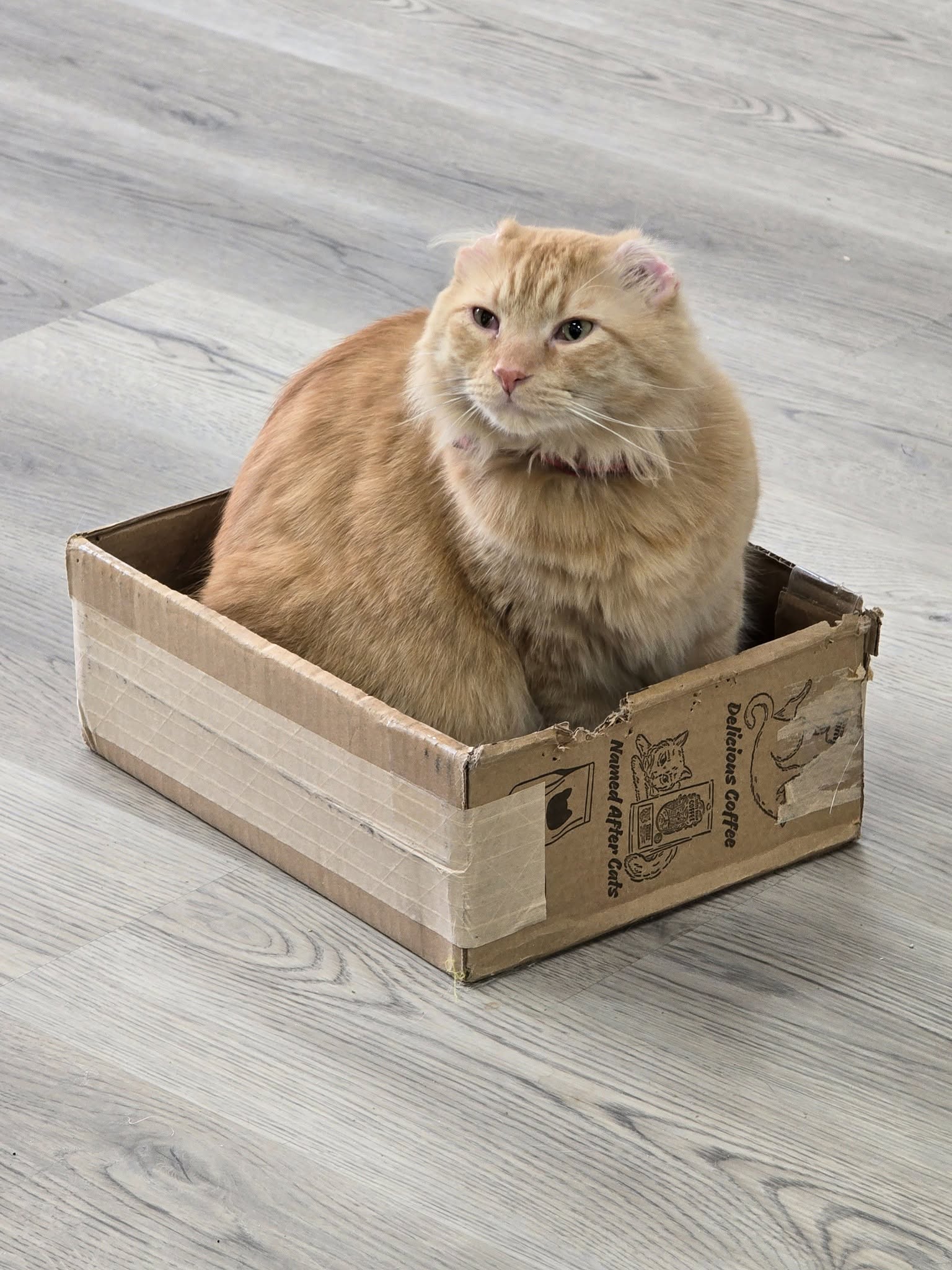 Mr. Thumbs sitting in a coffee box