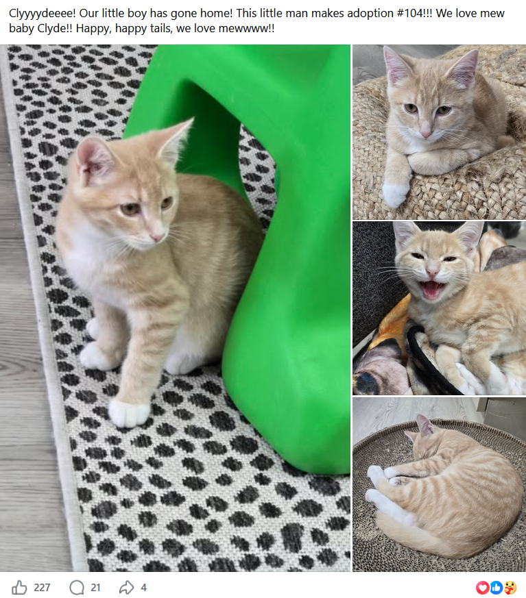 Clyde — adoption #104