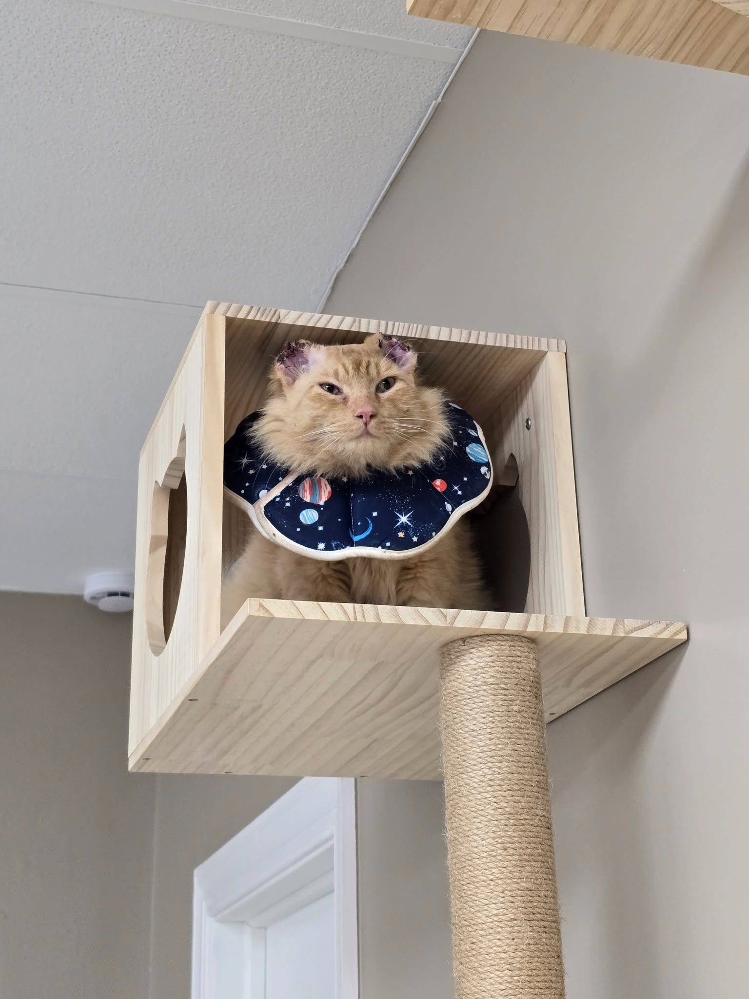 Mr. Thumbs in a wall cubby wearing a space cone