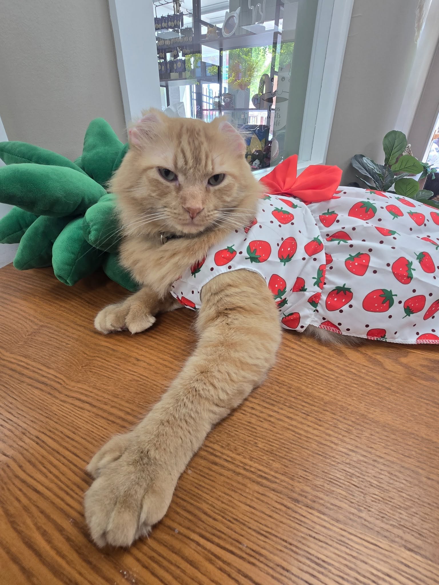 Mr. Thumbs in a strawberry dress