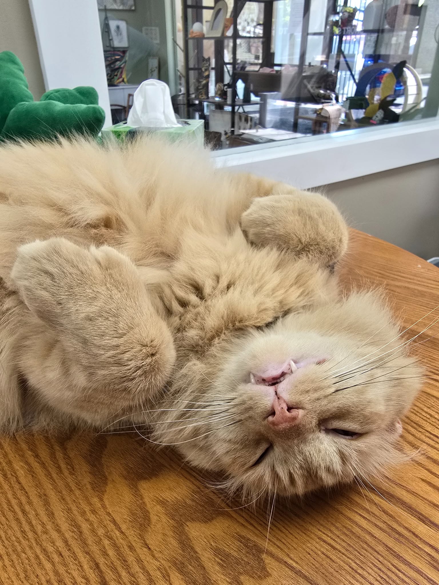 Mr. Thumbs lying on his back napping