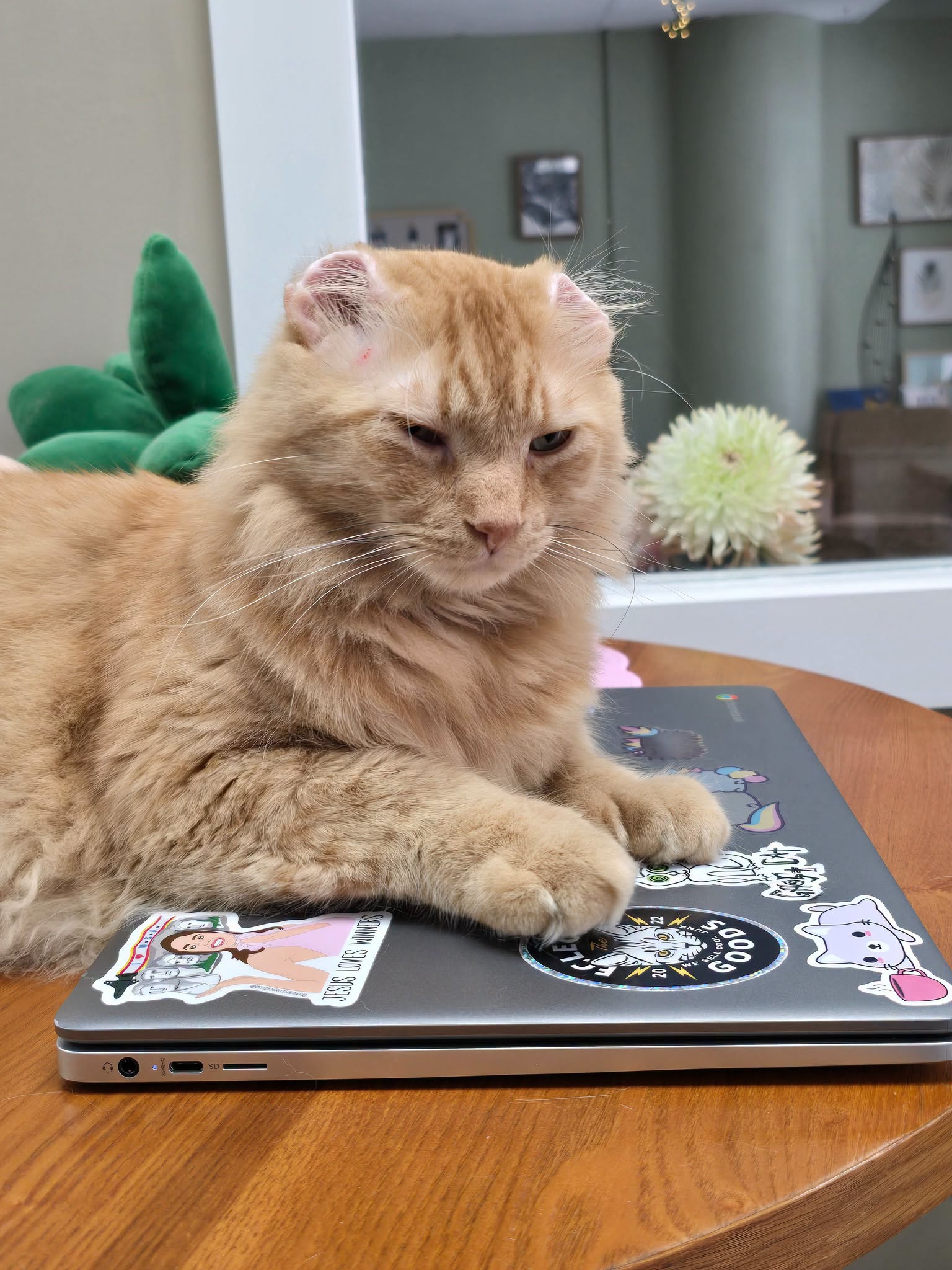 Mr. Thumbs lying on top of a laptop