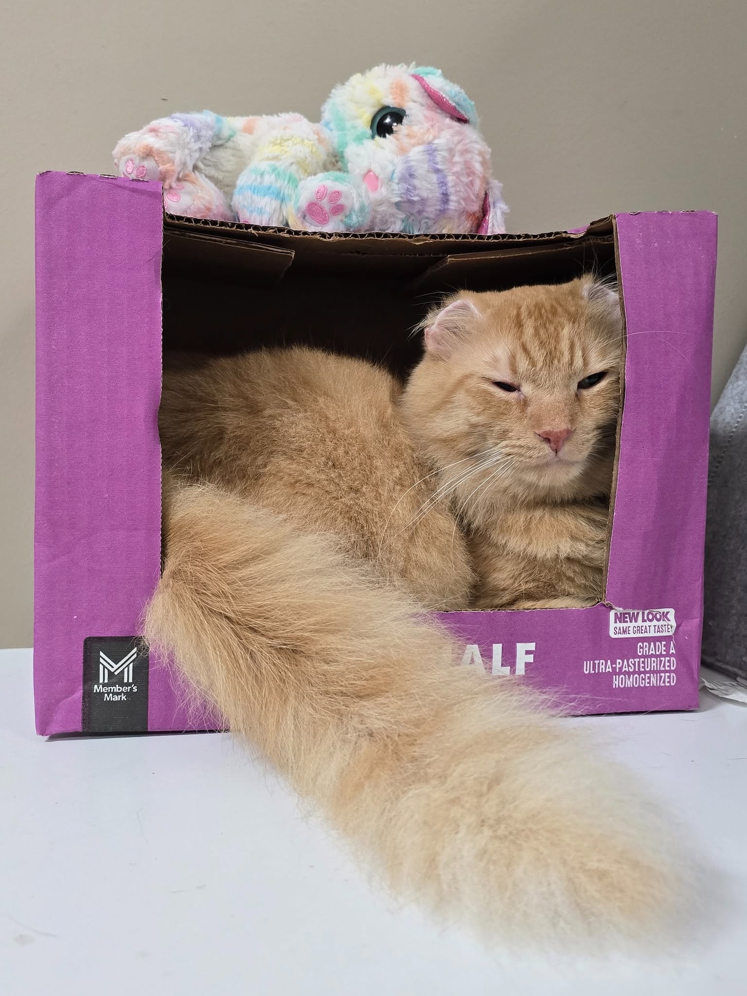 Mr. Thumbs curled up in a purple box