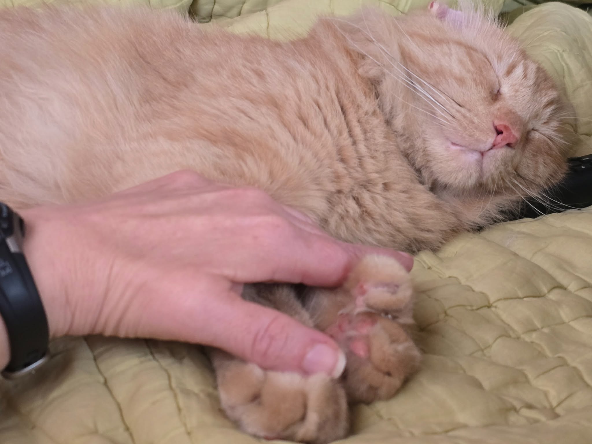 The Extra Toes