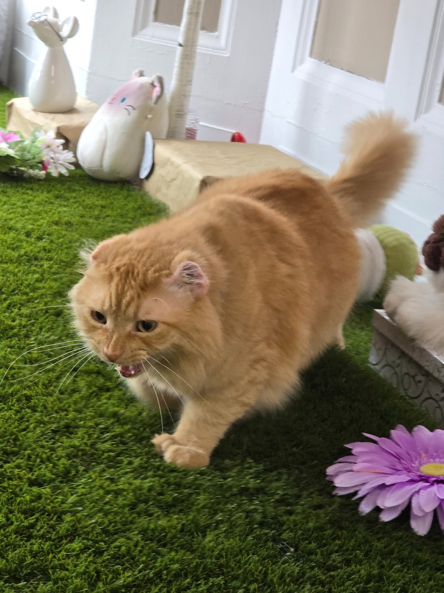Mr. Thumbs walking across the grass