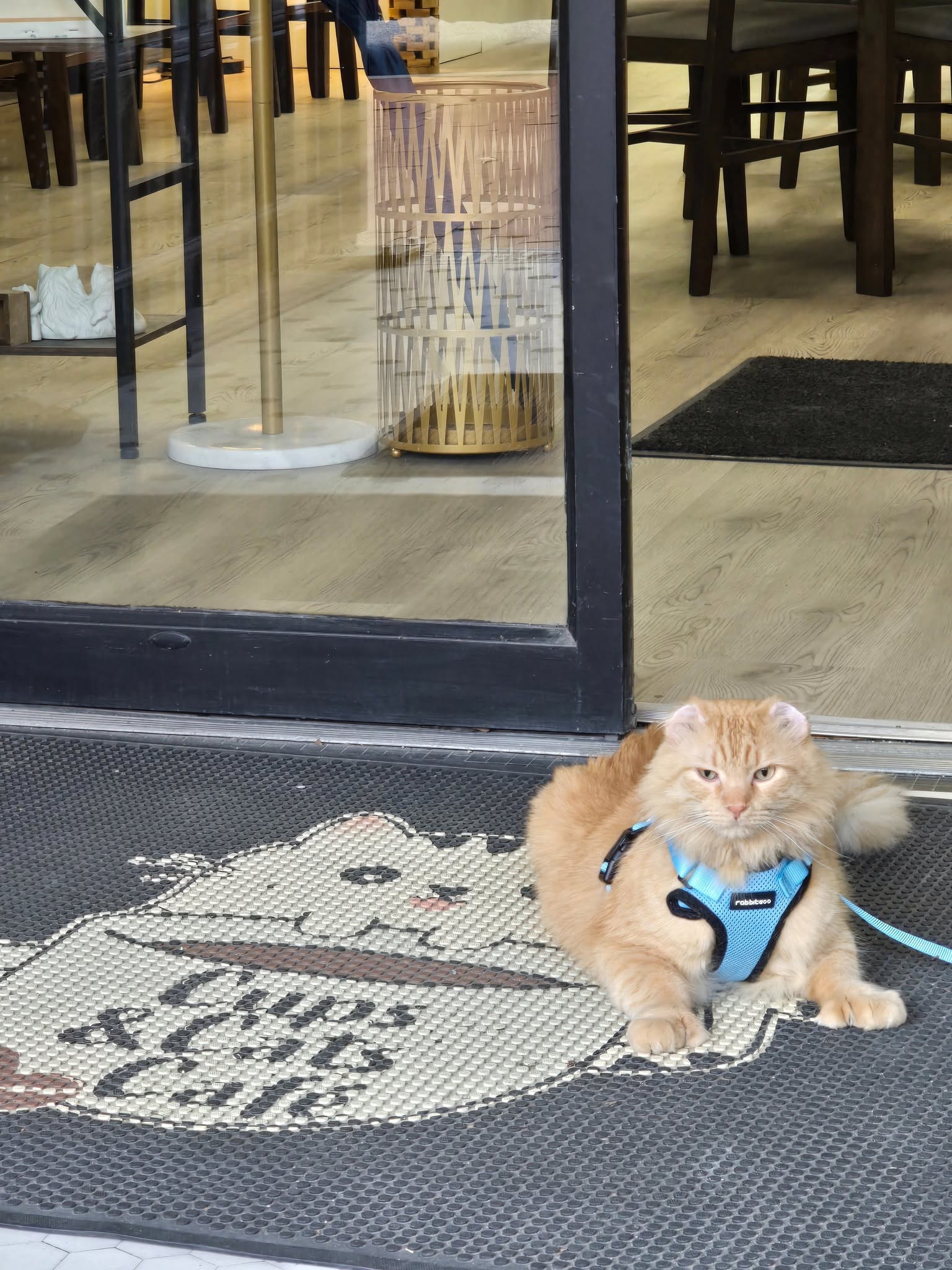 Mr. Thumbs on his cat café welcome mat