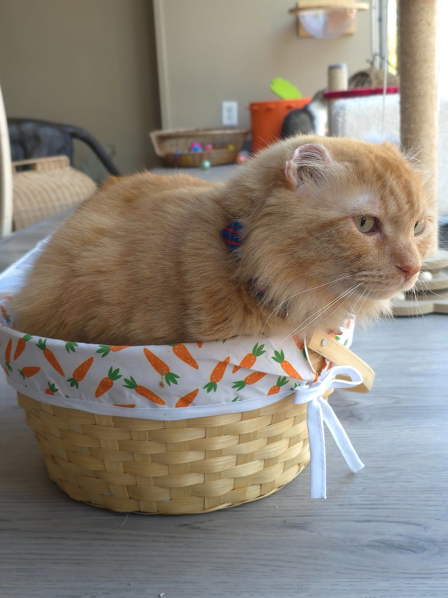 Mr. Thumbs sitting in a wicker basket