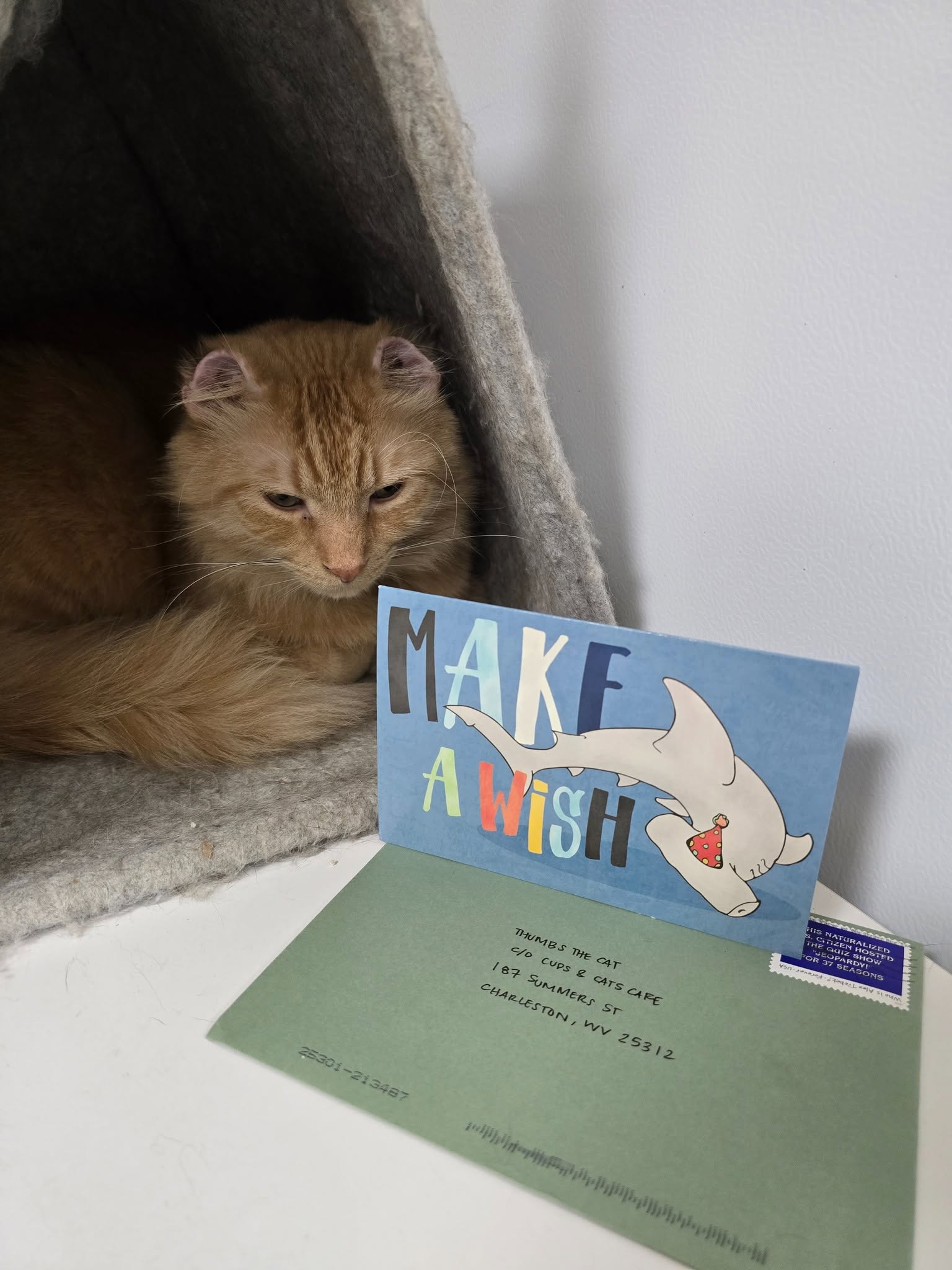 Mr. Thumbs in his cat bed next to his fan mail