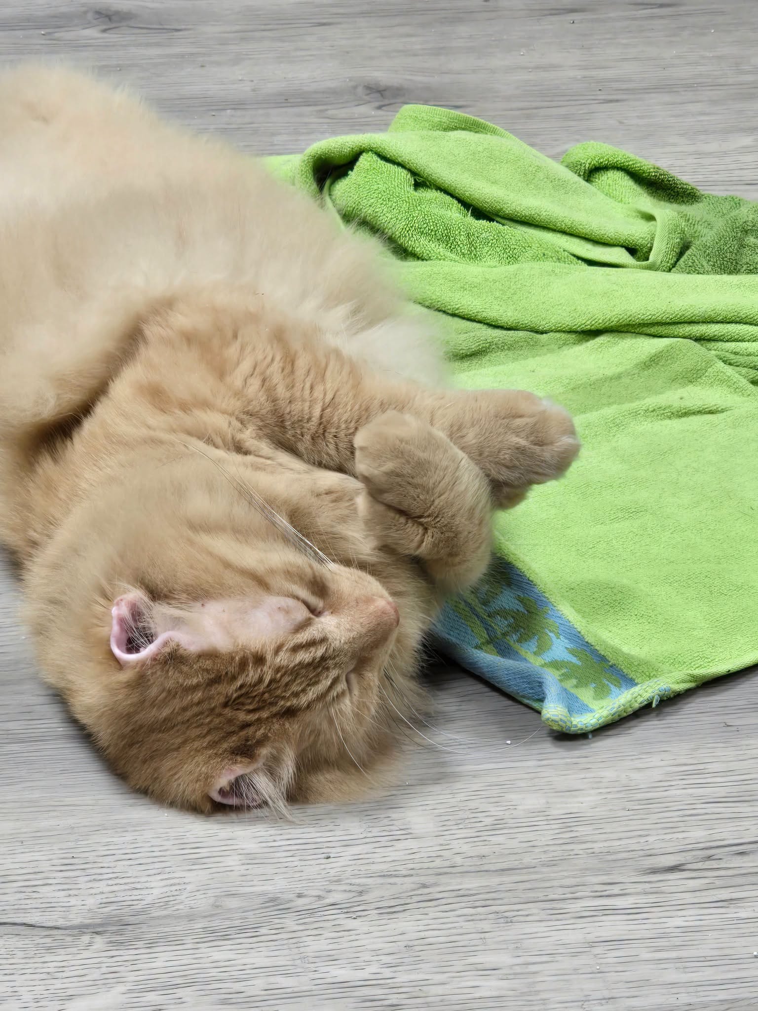 Mr. Thumbs sleeping on his back on the floor