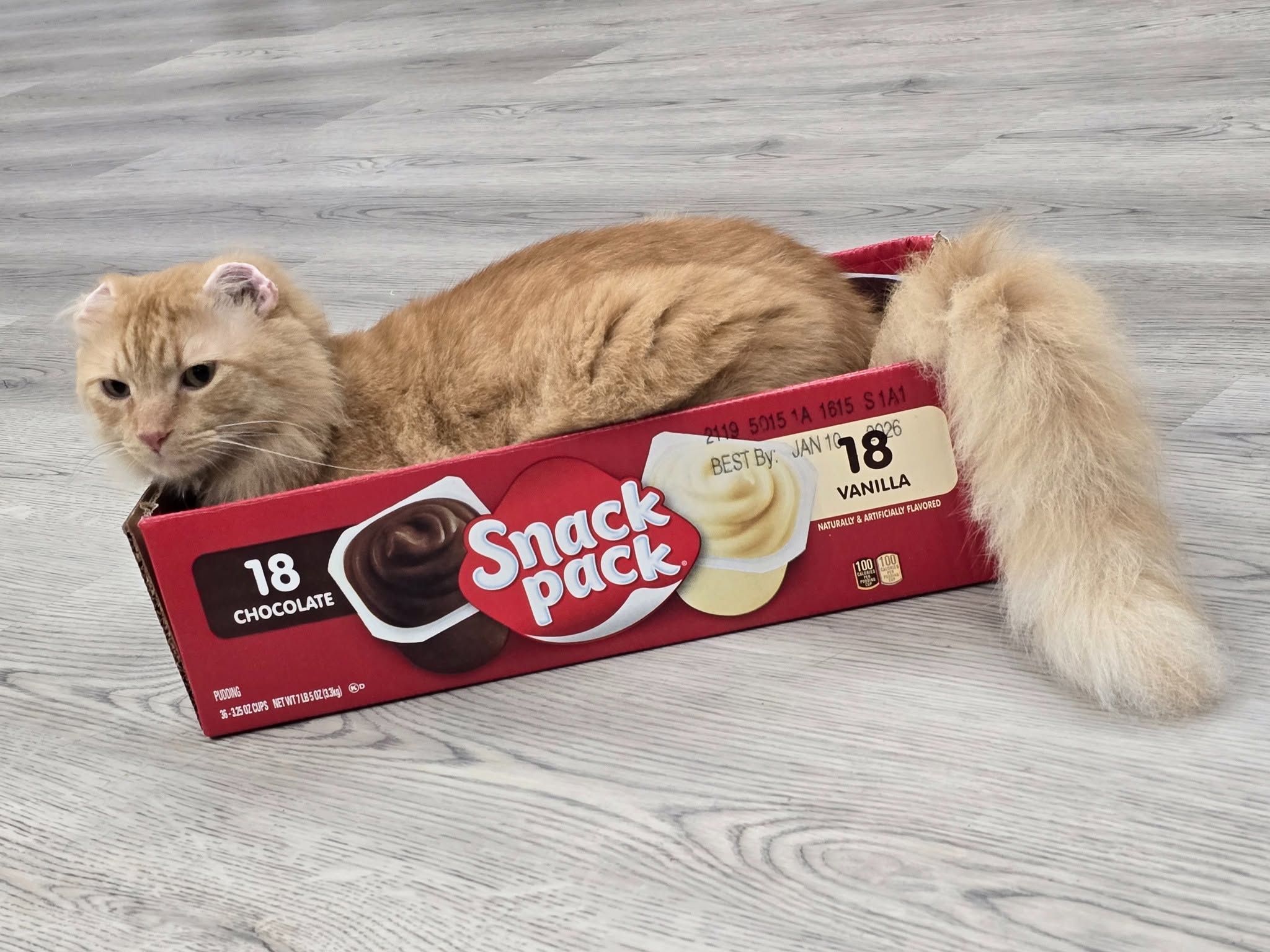 Mr. Thumbs lounging in a Snack Pack box