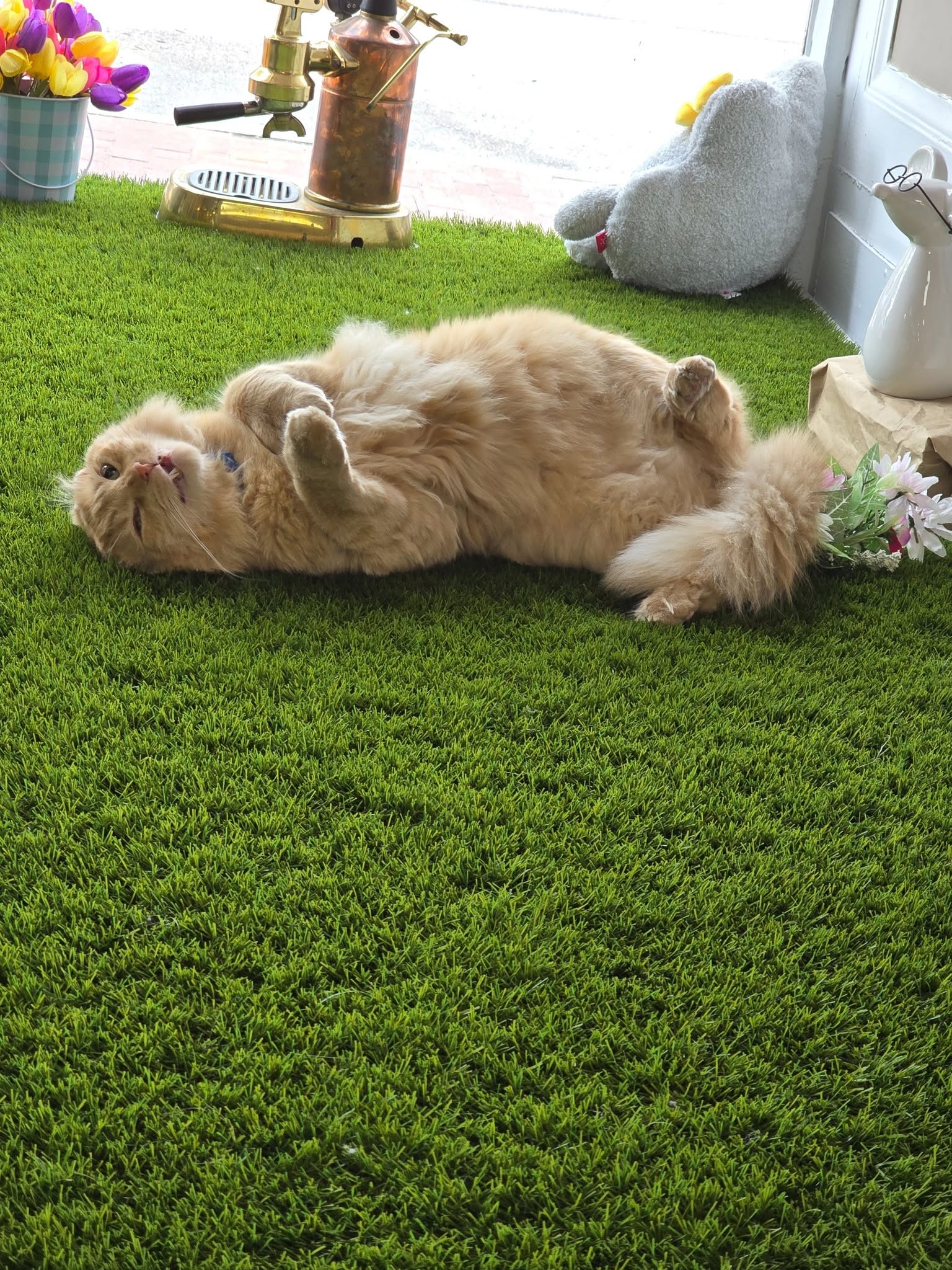 Mr. Thumbs lounging on artificial turf