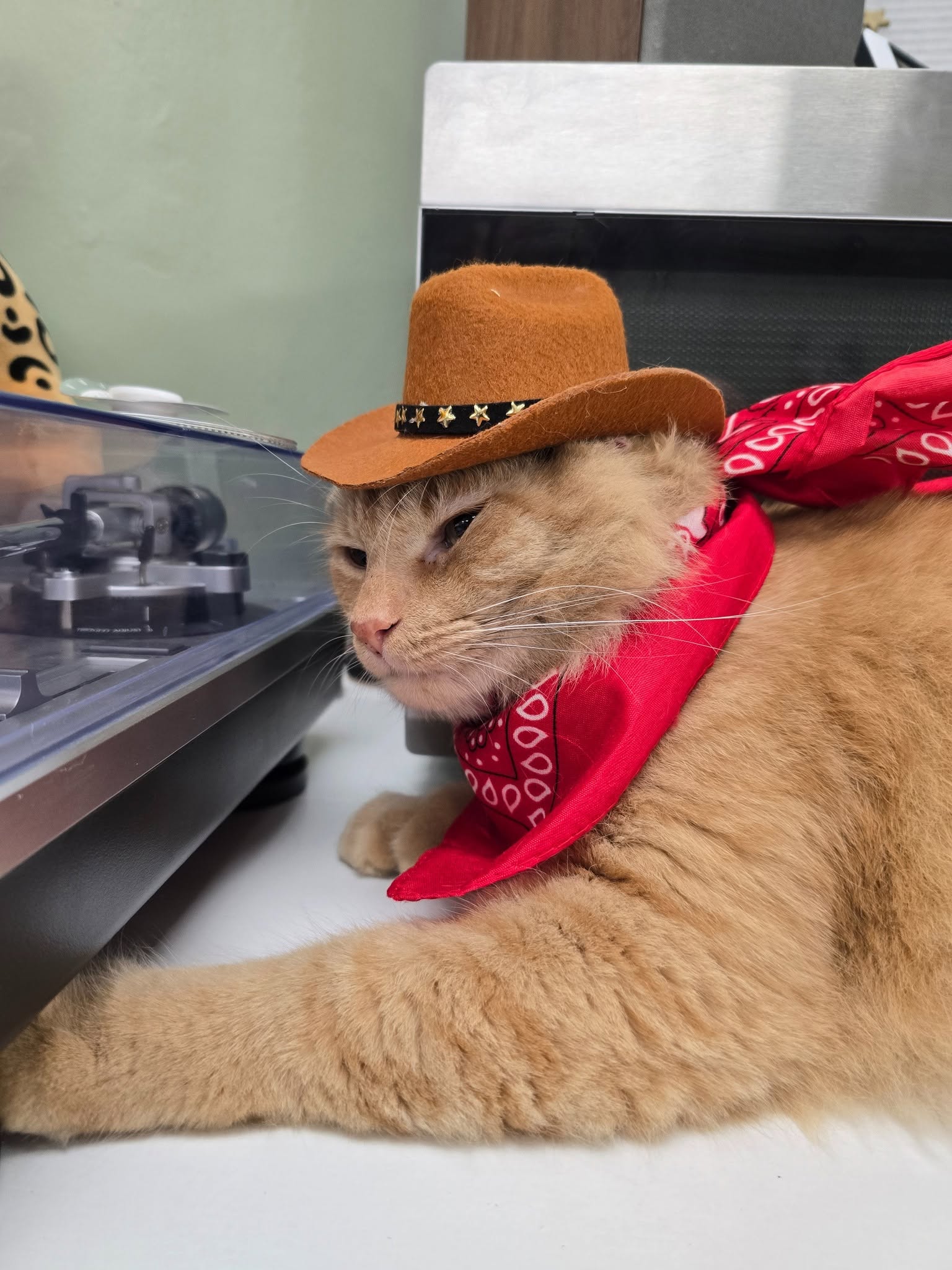 Mr. Thumbs the cowboy cat