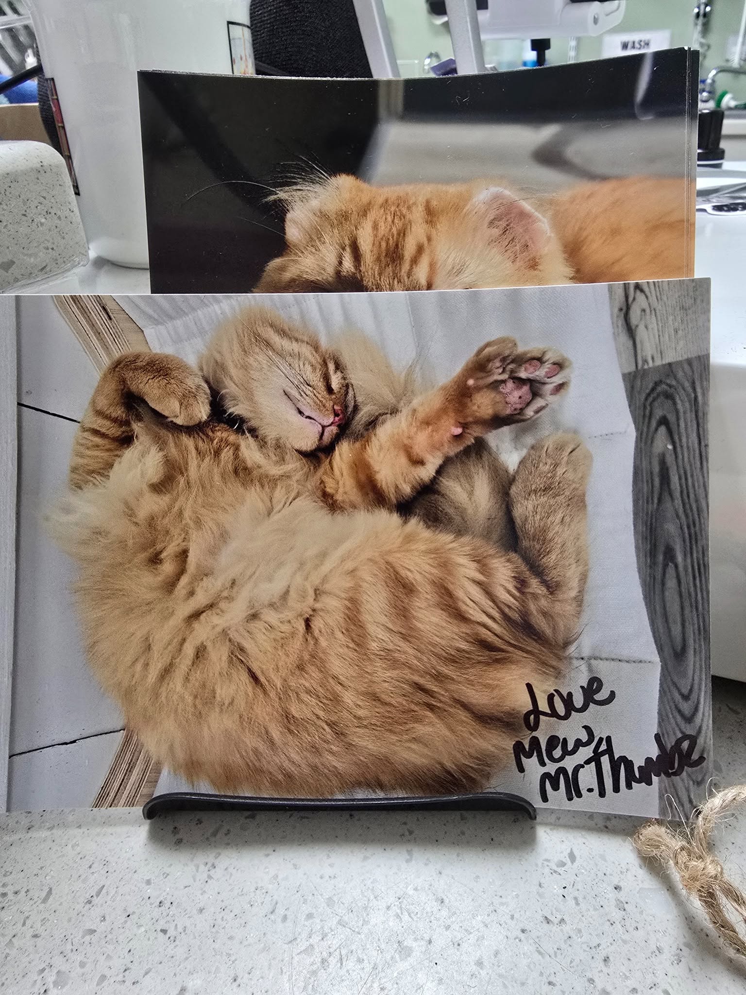 Mr. Thumbs curled up napping