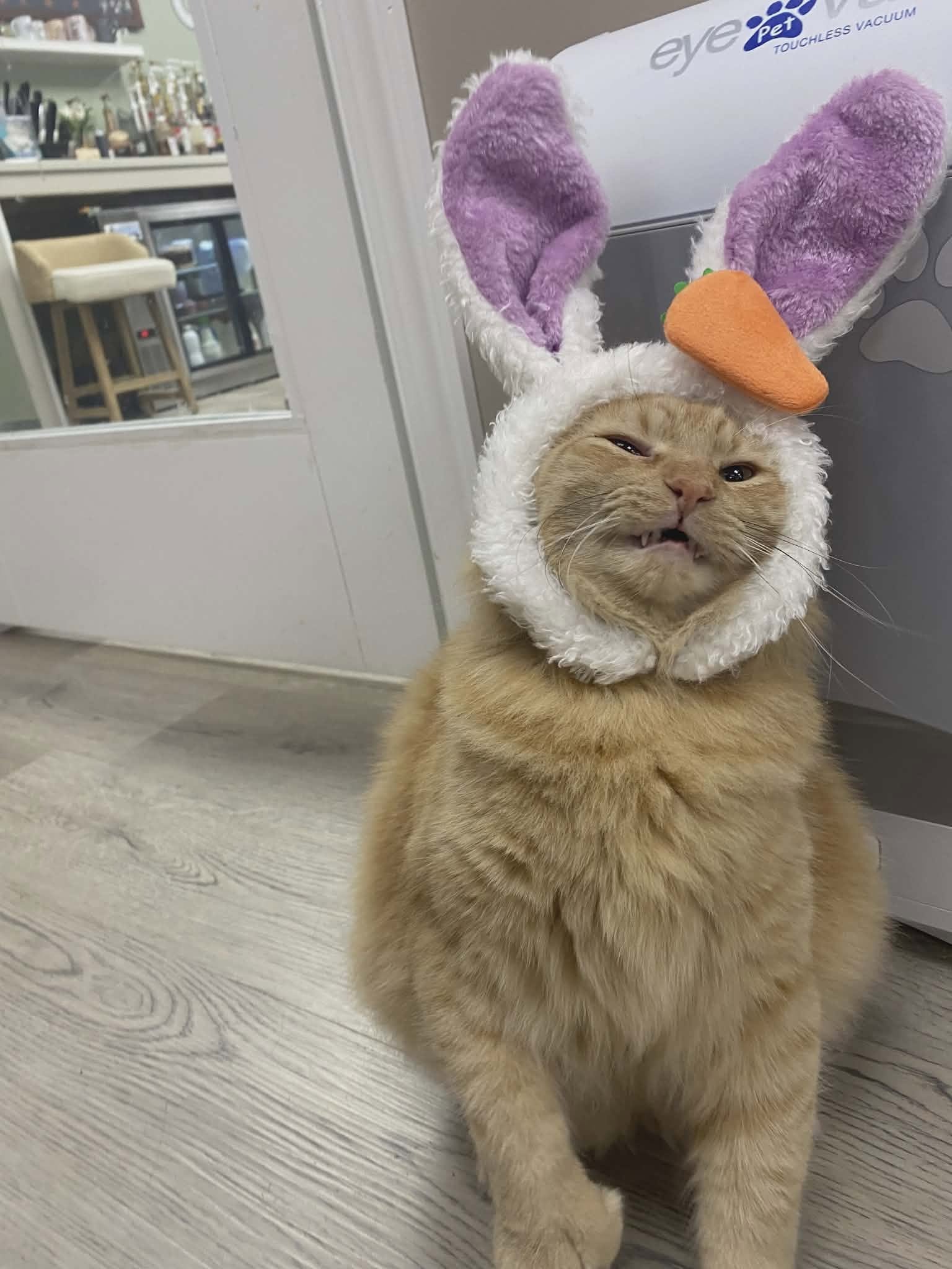 Mr. Thumbs wearing a bunny-ear headband