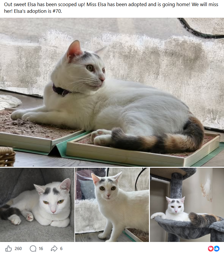 Elsa — adoption #70