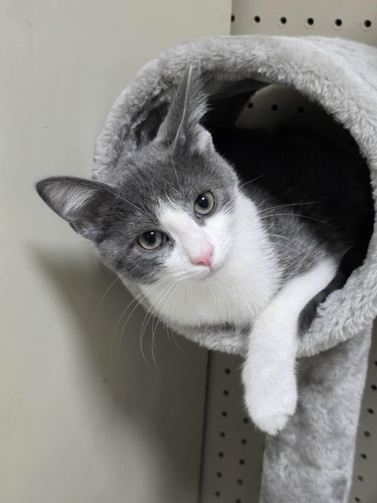 Kitten peeking out of a cat tree tunnel