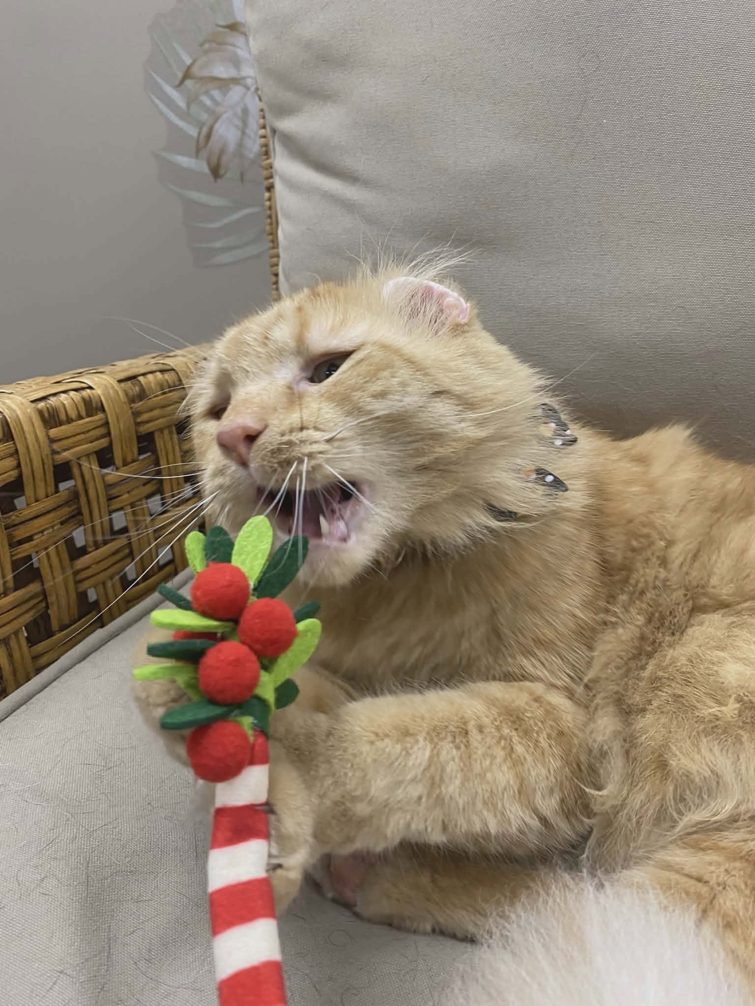 Mr. Thumbs biting a festive toy