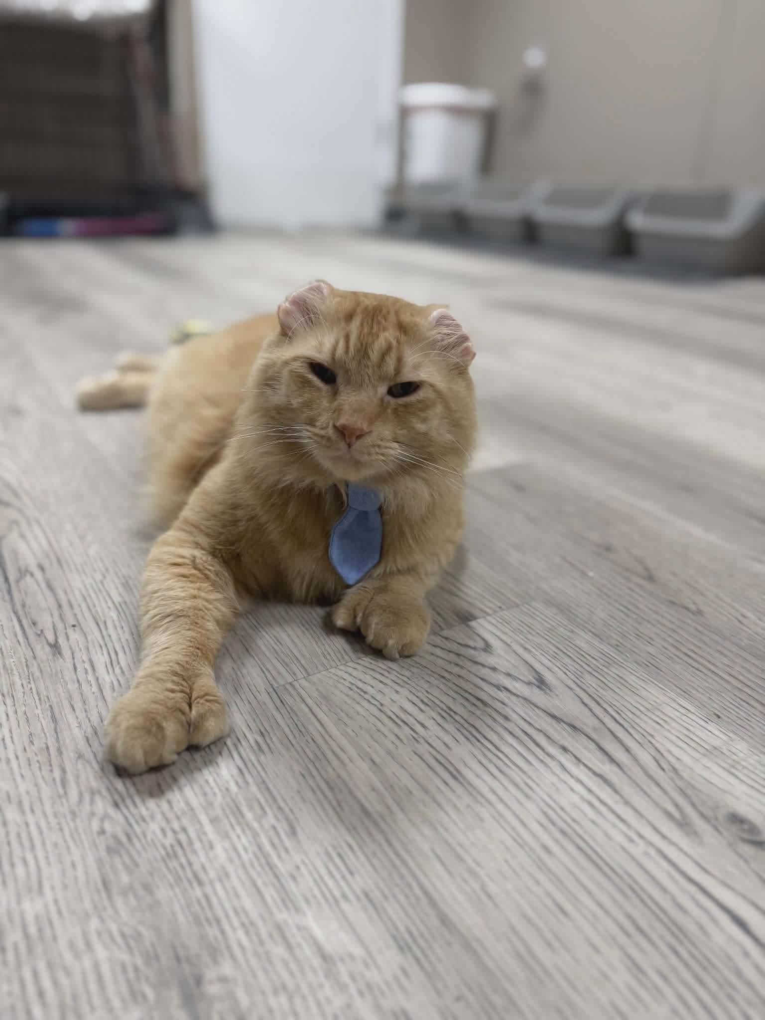 Mr. Thumbs wearing a blue necktie on the floor