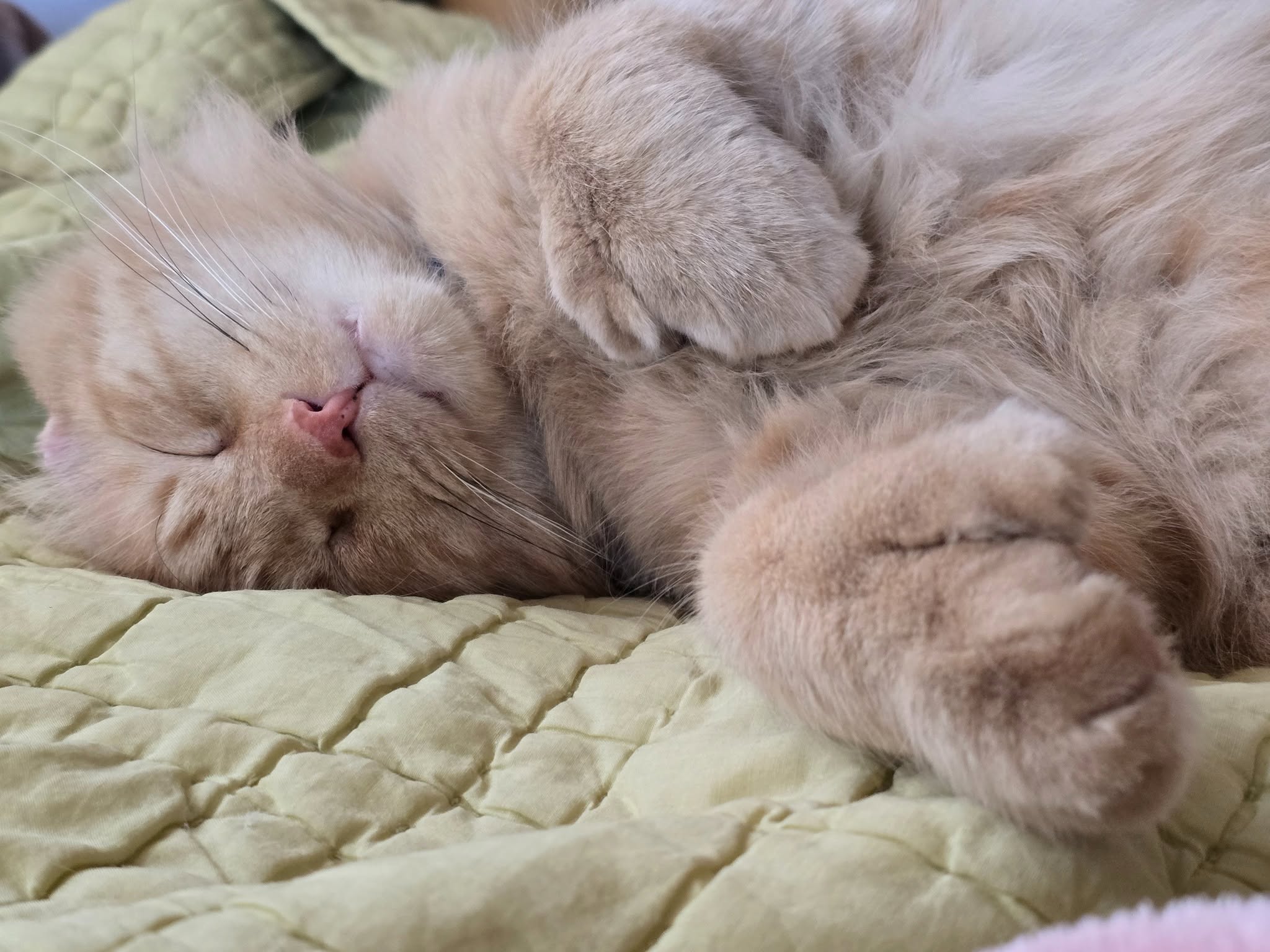 Mr. Thumbs asleep on a quilted blanket
