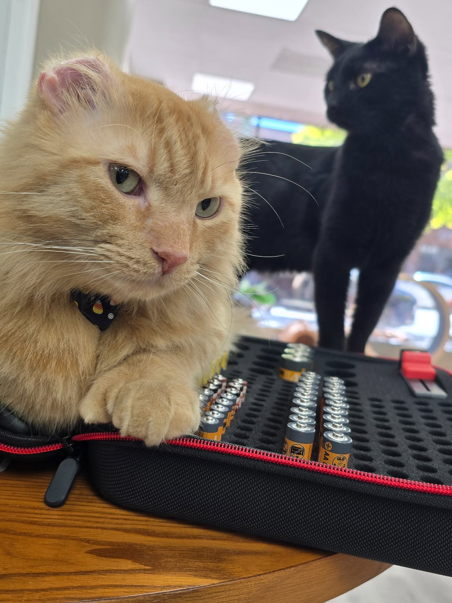Mr. Thumbs inspecting a battery case