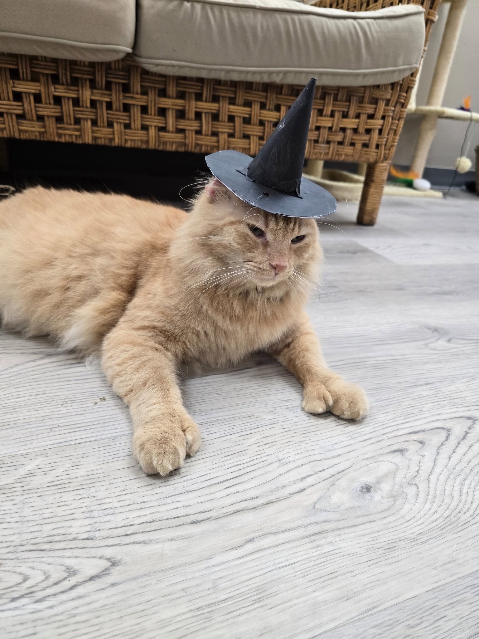 Mr. Thumbs wearing a paper witch hat