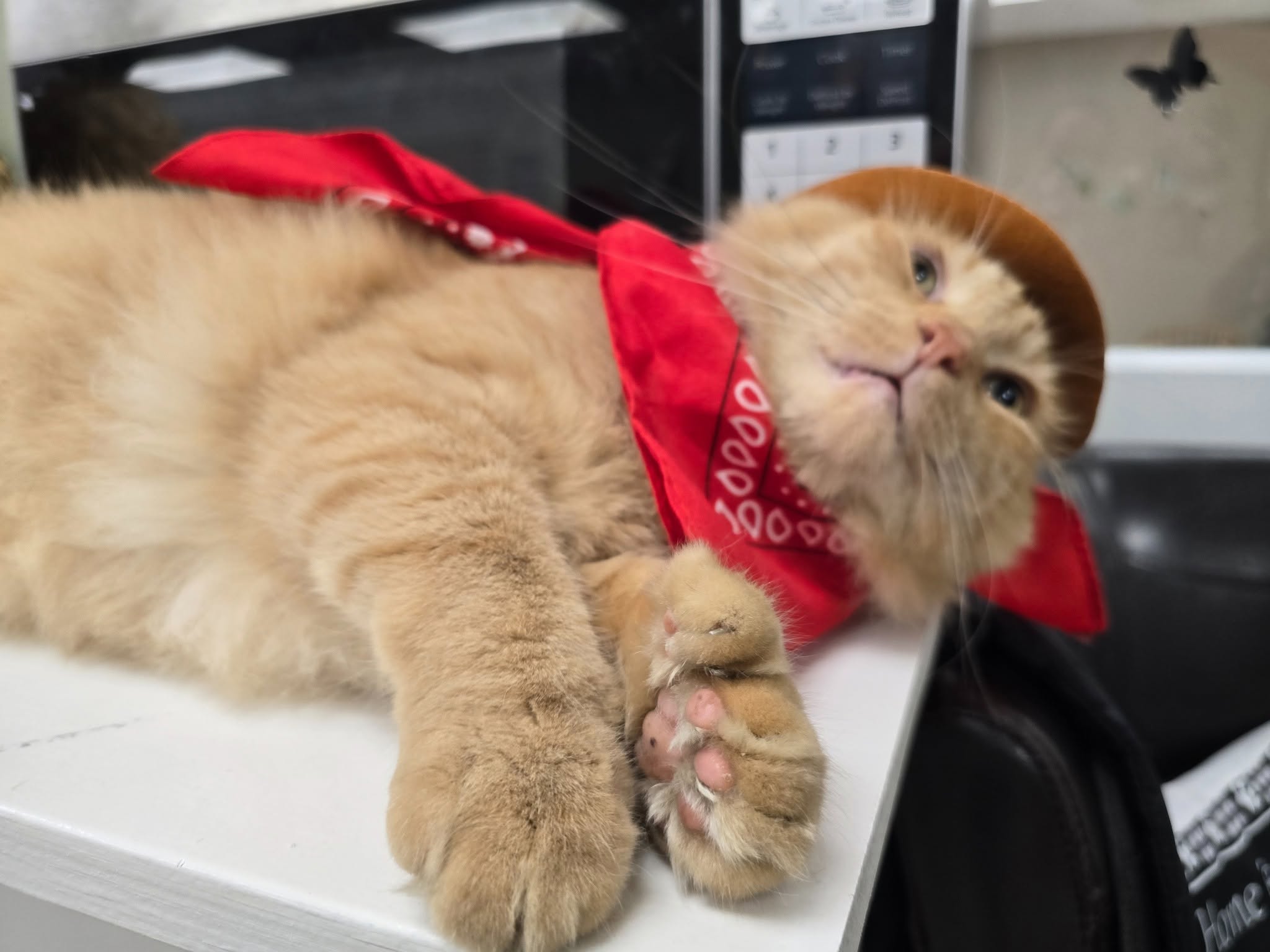 Mr. Thumbs in a cowboy hat and bandana