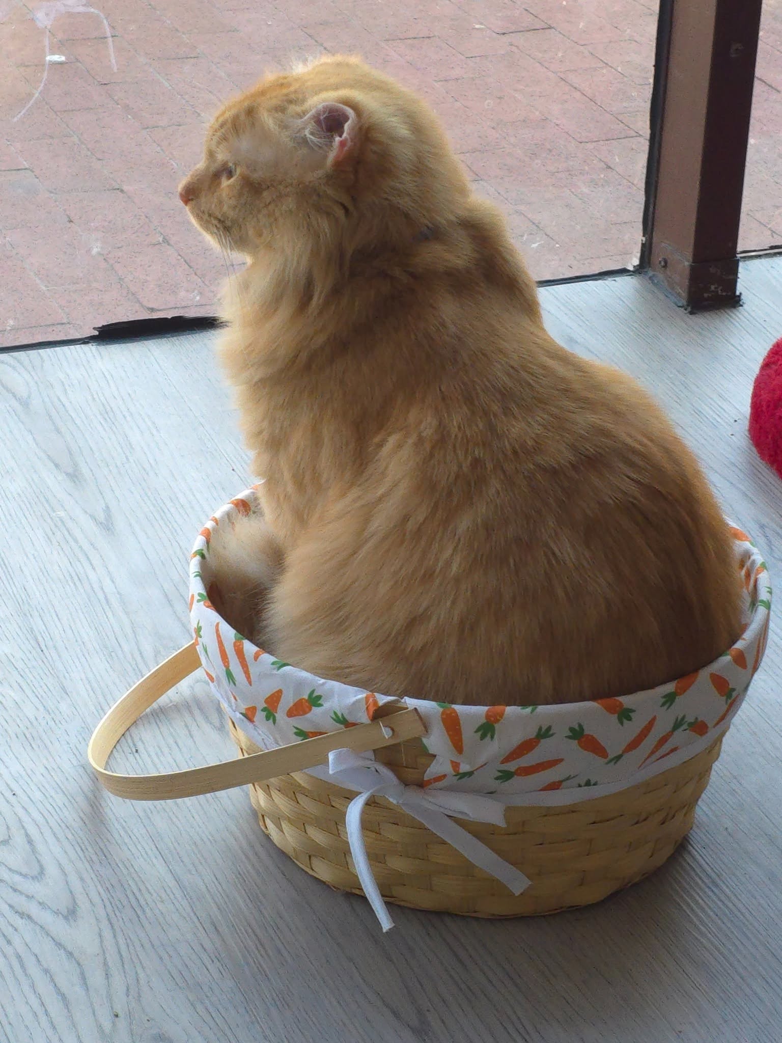 Mr. Thumbs in a carrot-patterned basket