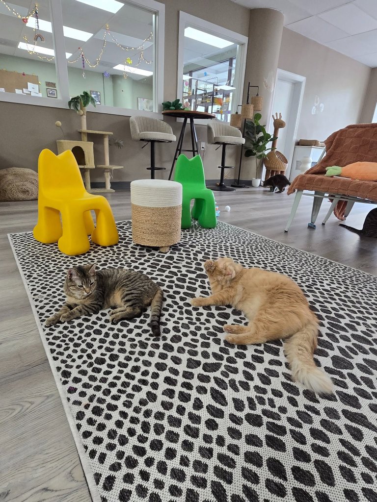 Cat café lounge interior