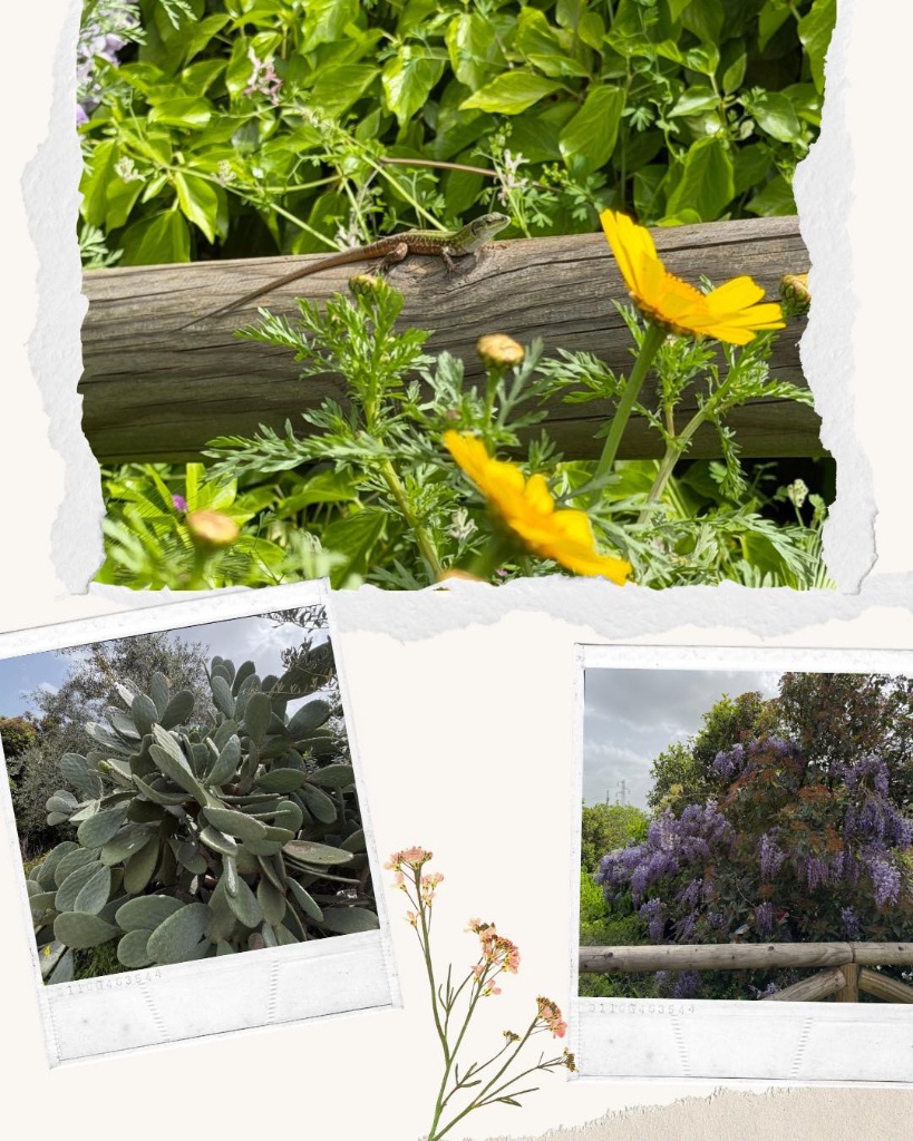 ZIUA 2 – Vizită educativă în Parcul Natural 'Lama Martina', alături de Liceo Fornari · Molfetta, Italia